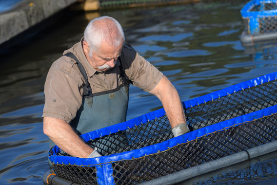 fish farm worker cleaning nets