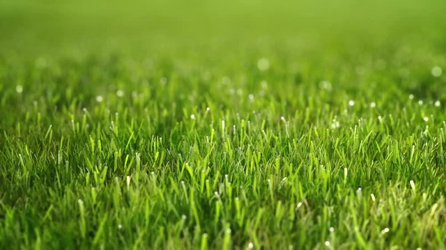 Green morning grass with dew. Slow camera fly over. Perfect Lawn. The depth of field.