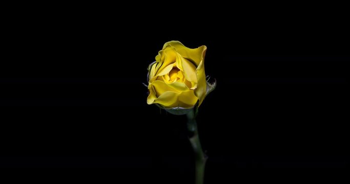 Blooming of yellow rose flower on black background, 4K timelapse video