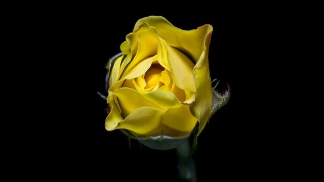 Blooming of yellow rose flower on black background, timelapse video