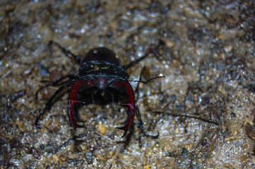 Ground-beetle