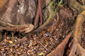 Cuíca-cinza (Marmosops incanus) | Gray Slender Opossum in forest area photographed in Linhares, Espírito Santo state - Brazil
