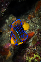 Juvenile King Angelfish