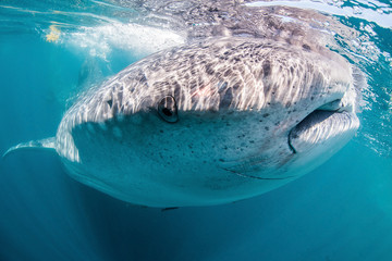 Whale Shark Portrait