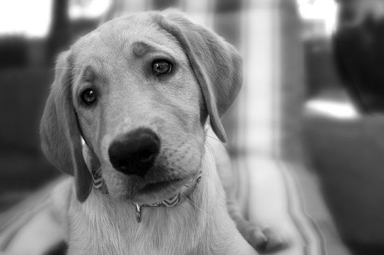 Yellow Lab 