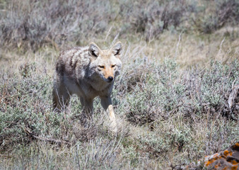 Fototapeta na wymiar Coyote