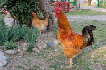 Rooster on the farm