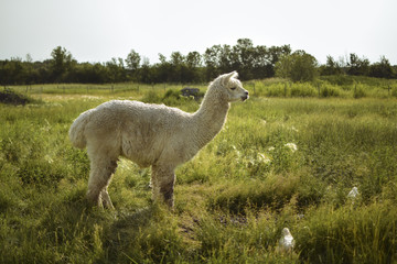 Alpaca