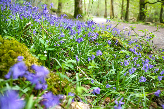 Beautiful spring bluebells in the Lake District - Walking near Elterwater and Skelwith Bridge, in the Cumbria, England
