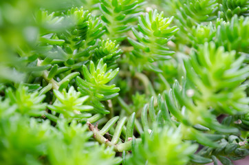 close up of natural green leaf