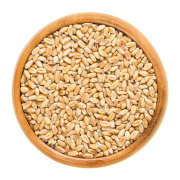Common wheat in wooden bowl. Bread wheat. Crop, cereal grain and staple food. Seeds of Triticum aestivum. Isolated macro food photo close up from above on white background.