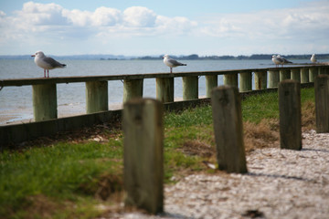 Fototapeta na wymiar Seagulls looking across Manukau Harbour, Auckland, New Zealand