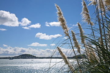 Summer scene in the Waitemata Harbour, Auckland, New Zealand