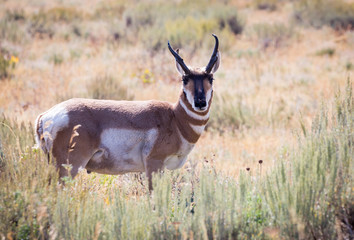 Pronghorn Antelope