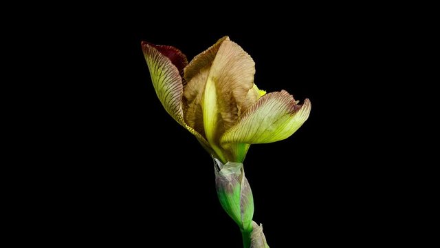 Timelapse of a brown yellow iris flower blooming on black background side view