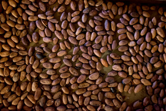 Roasted Cocao Beans For Making Chocolate