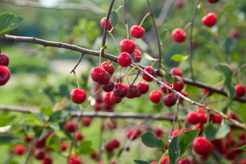 Red Cherries on Branches