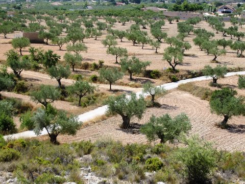 Mediterranean olive grove