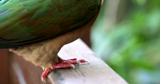 Close up of pink neck green pigeon