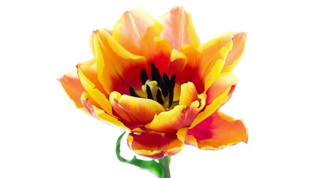 Timelapse of red yellow double tulip flower blooming on white background