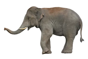 Foto op Plexiglas anti-reflex Aziatische olifant geïsoleerd op witte achtergrond © chamnan phanthong