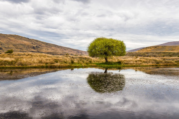 Tree reflections