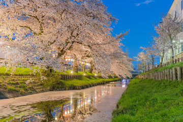 Fototapeta premium Japanese Sakura cherry blossom with small canal in spring season