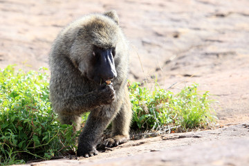 Baboon - Uganda, Africa