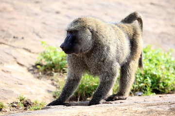 Baboon - Uganda, Africa