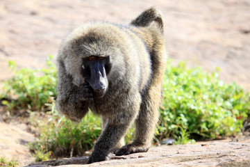 Baboon - Uganda, Africa