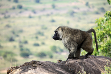 Baboon - Uganda, Africa