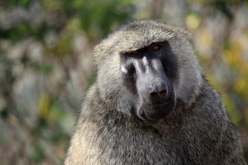 Baboon - Uganda, Africa