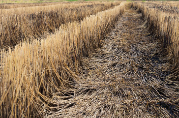 Close to the stubble burnt rice burnt.