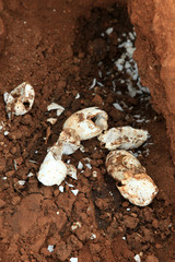 Crocodille Eggs - Agu River - Uganda, Africa