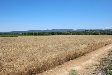 Fototapeta na wymiar Campo di grano in Provenza