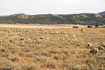Herd of Grazing Sheep