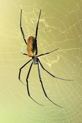 Nephila Spider - African Wildlife
