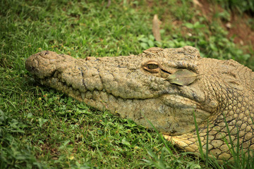 Crocodille - African Wildlife