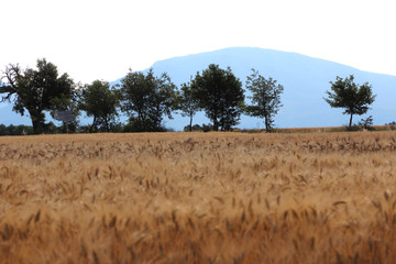 Campo di grano in Provenza