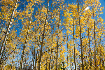 Fall Aspen 3