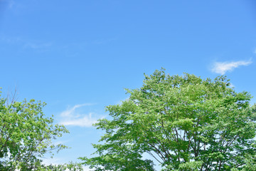 青空と新緑