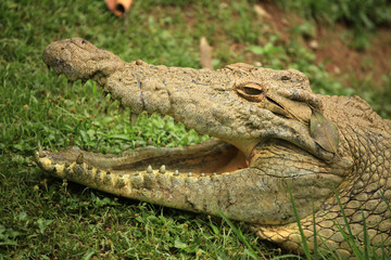 Crocodille - African Wildlife