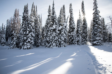 Snowy pine trees