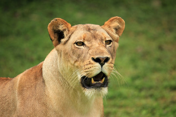 Lion - African Wildlife