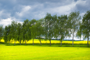 Trees in a field with Rape flowers and storm clouds in springtime