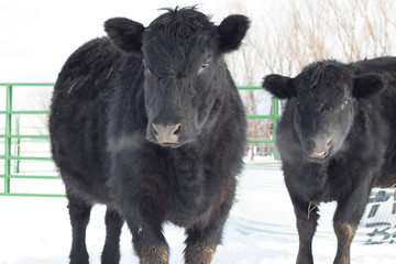 Fototapeta premium Black Angus