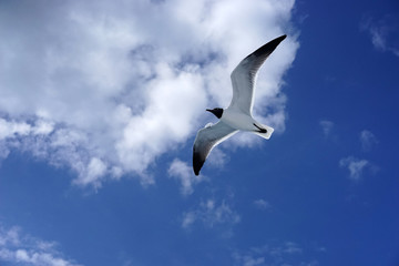 Bahamas sea gull