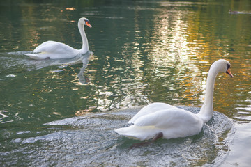 pair of swans on the water