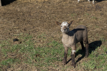 Young Lamb