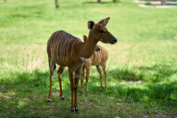 Fototapeta premium female blackbuck in field;